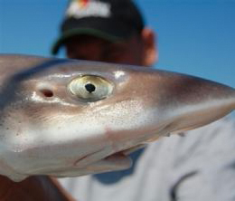 Haaienmeldingen 2011