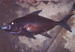 Pomfret (Big scale)