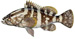 Nassau Grouper