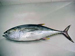 Skipjack Tuna