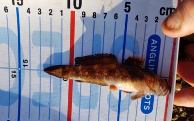 NCRZ Jaarverslag 2019