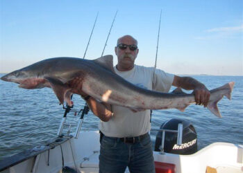 Ruwe haai van 161 cm uit Oosterschelde